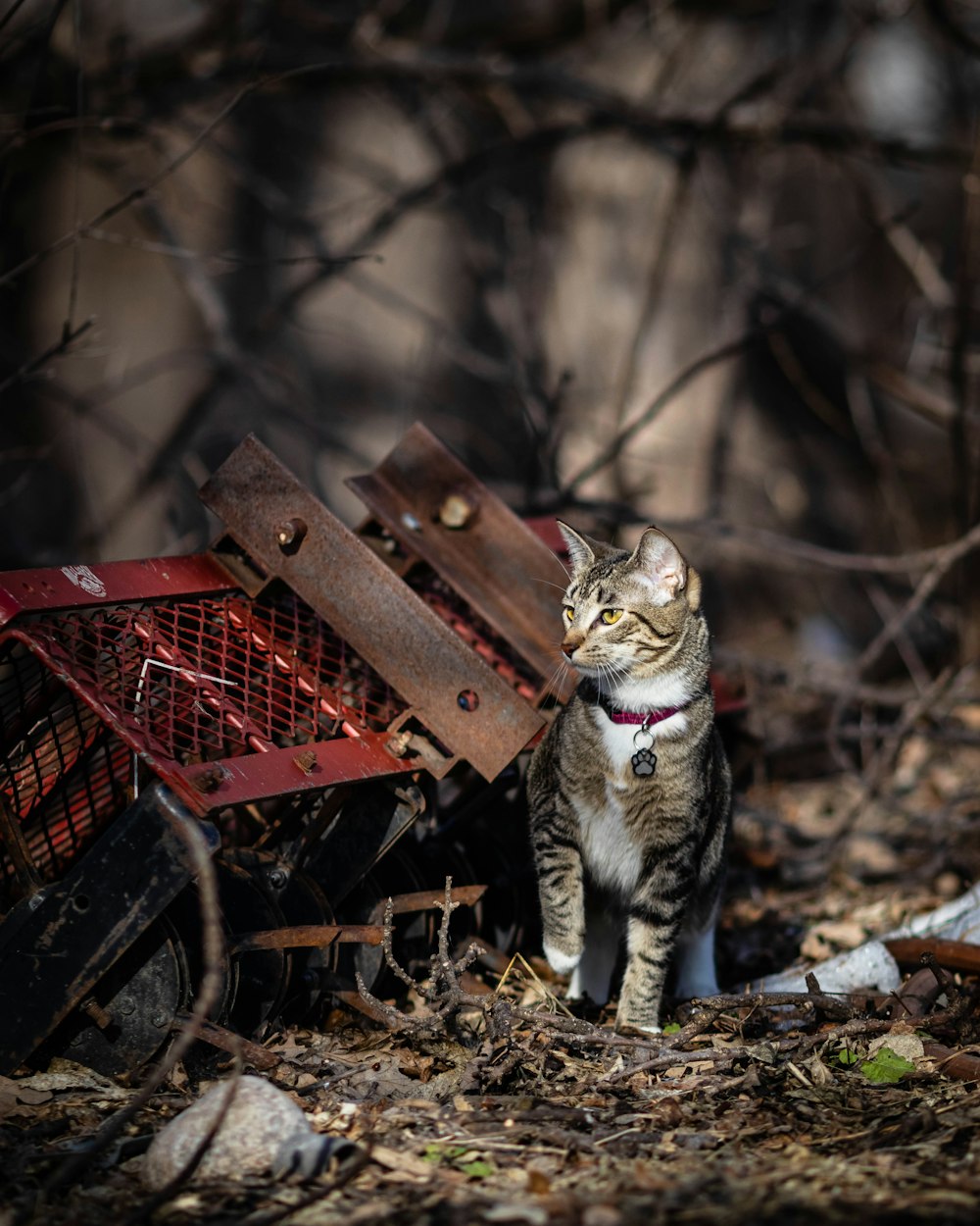 brown tabby cat on red plastic crate