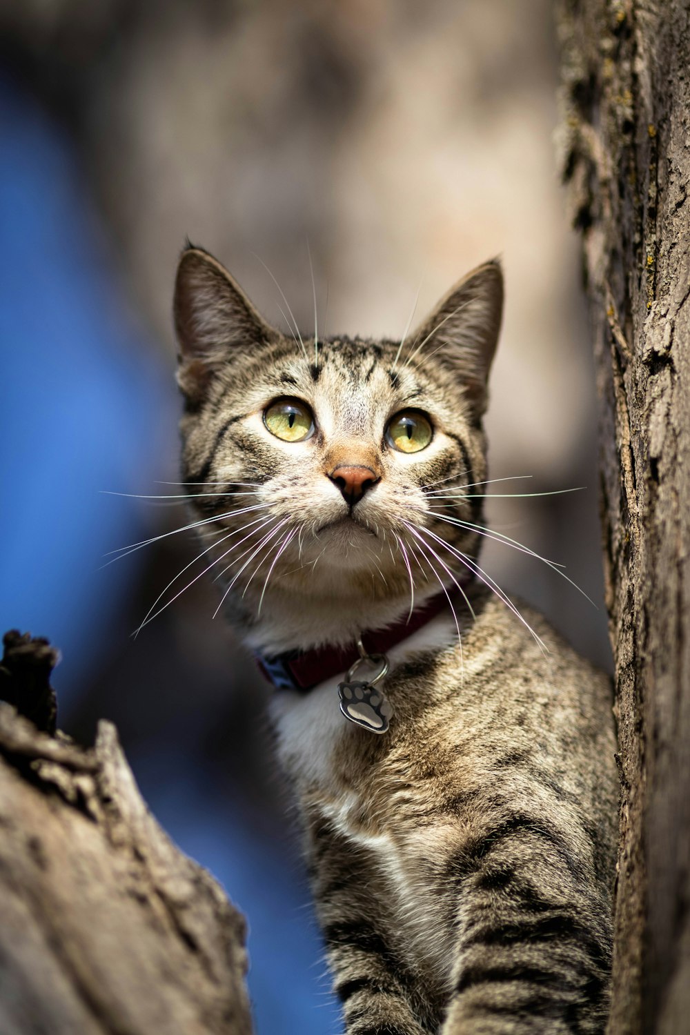 brown tabby cat on brown tree trunk