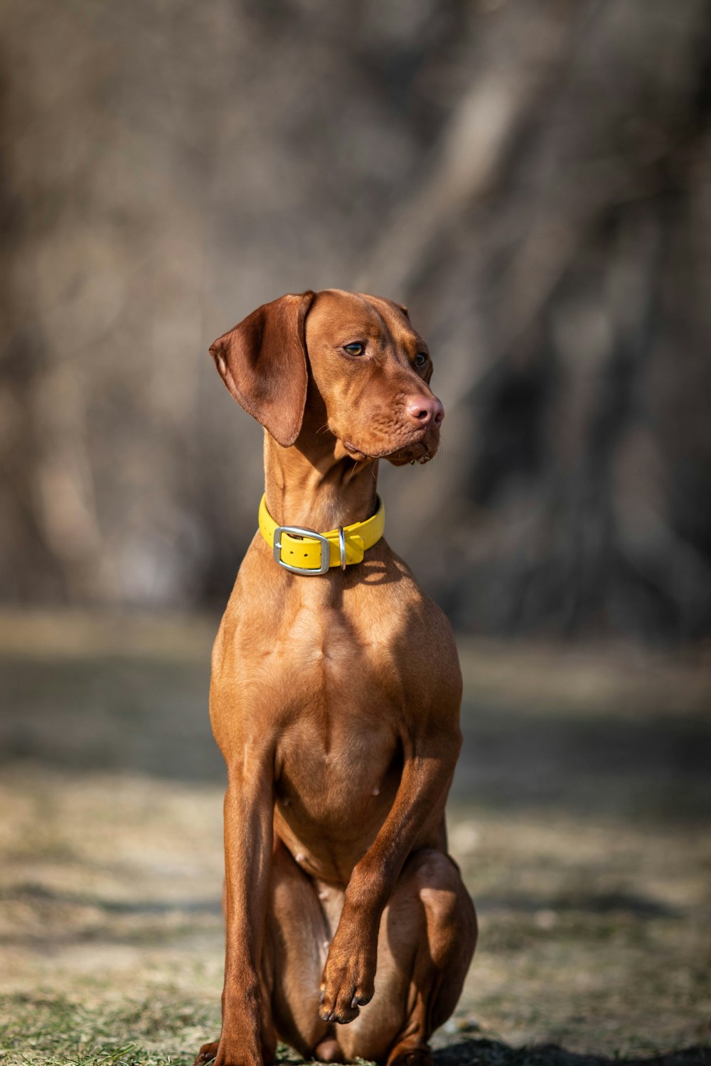 brown short coat medium dog