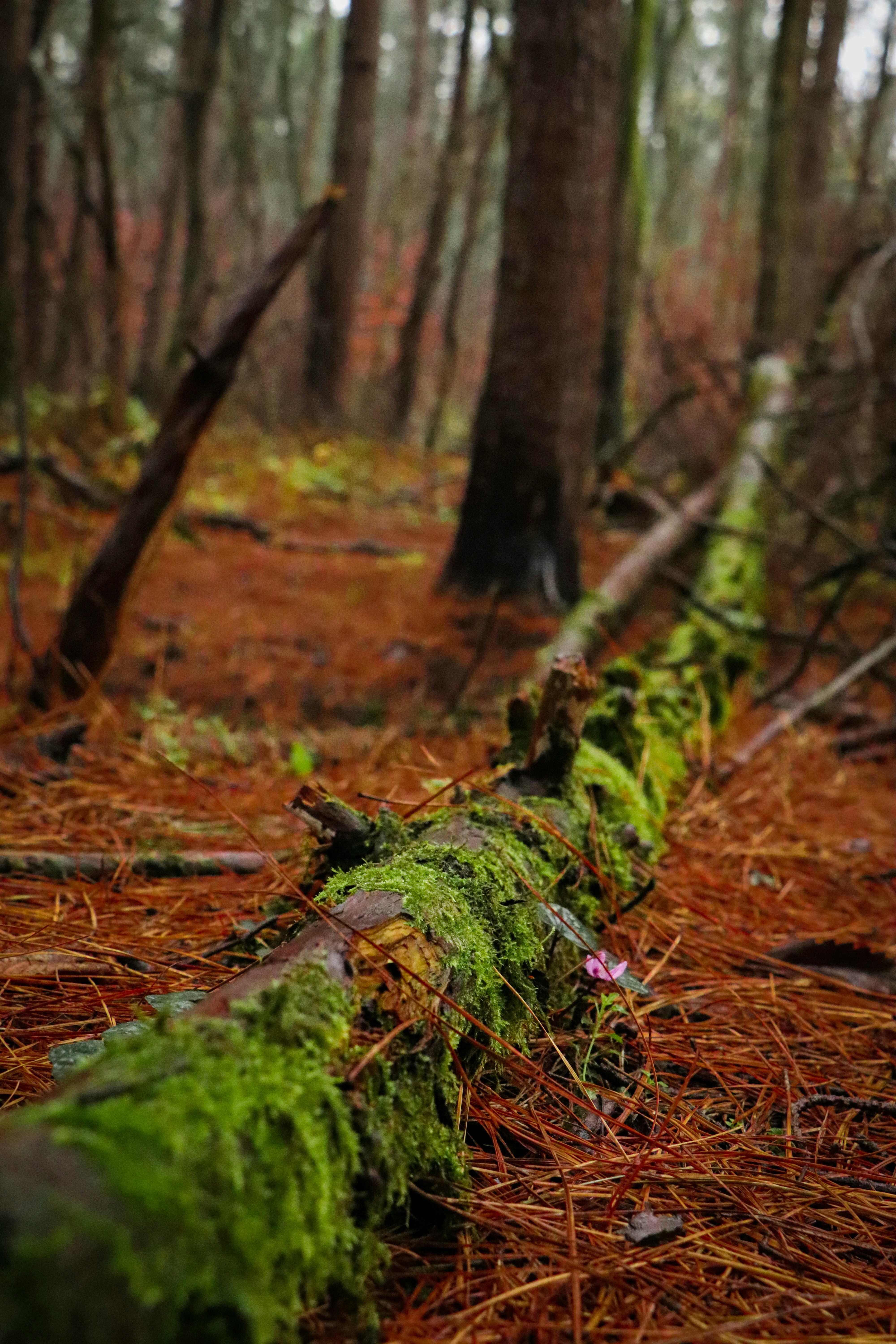 Photo by alibabaie