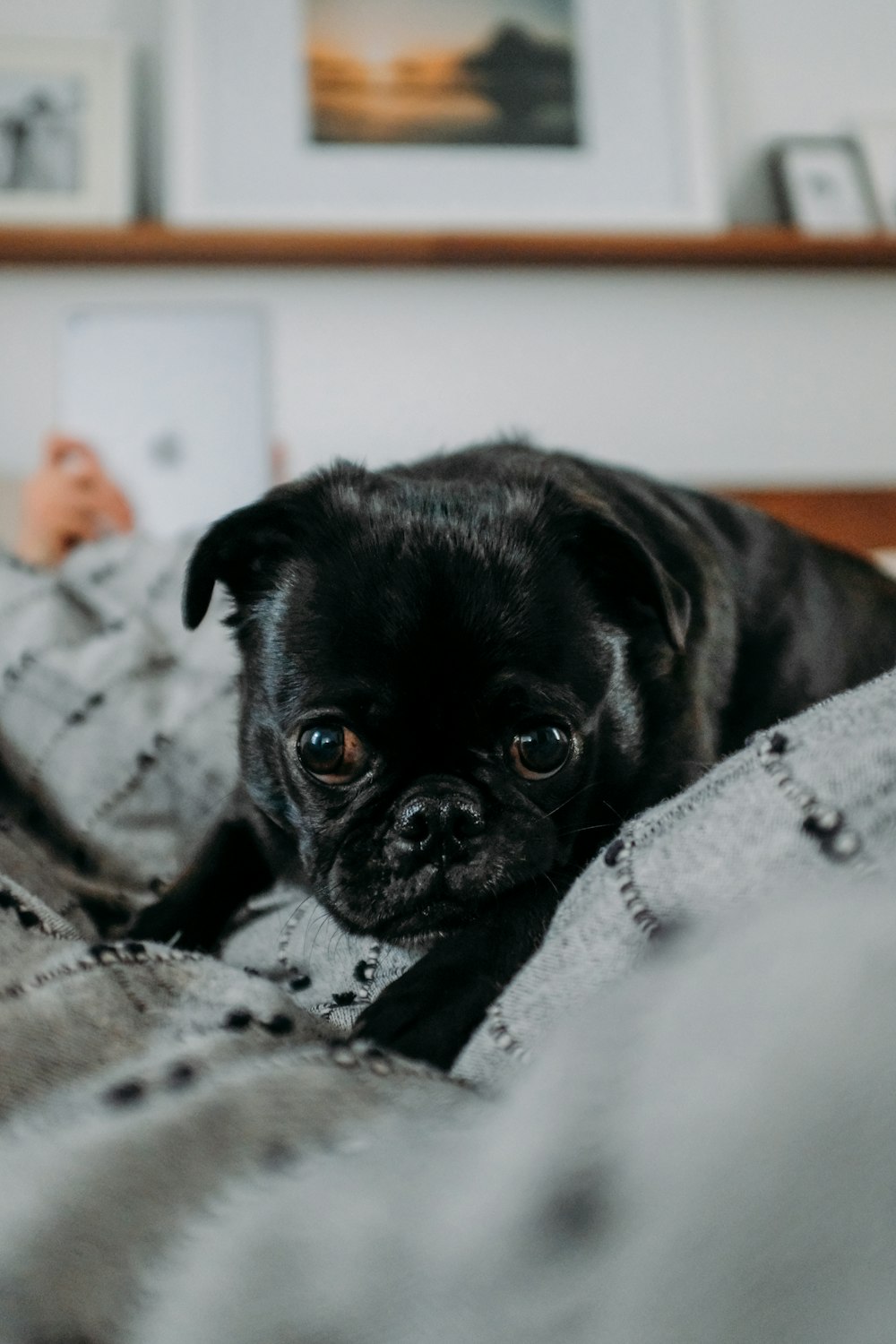 black pug on white textile