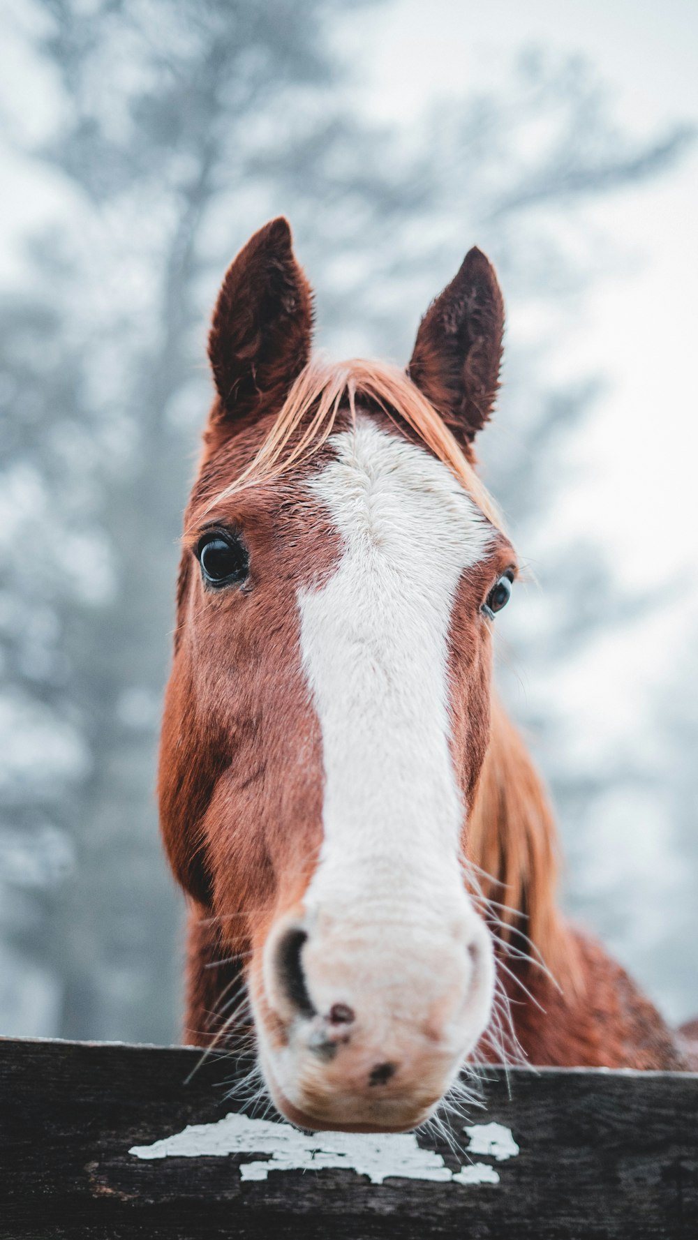 brown and white horse during daytime