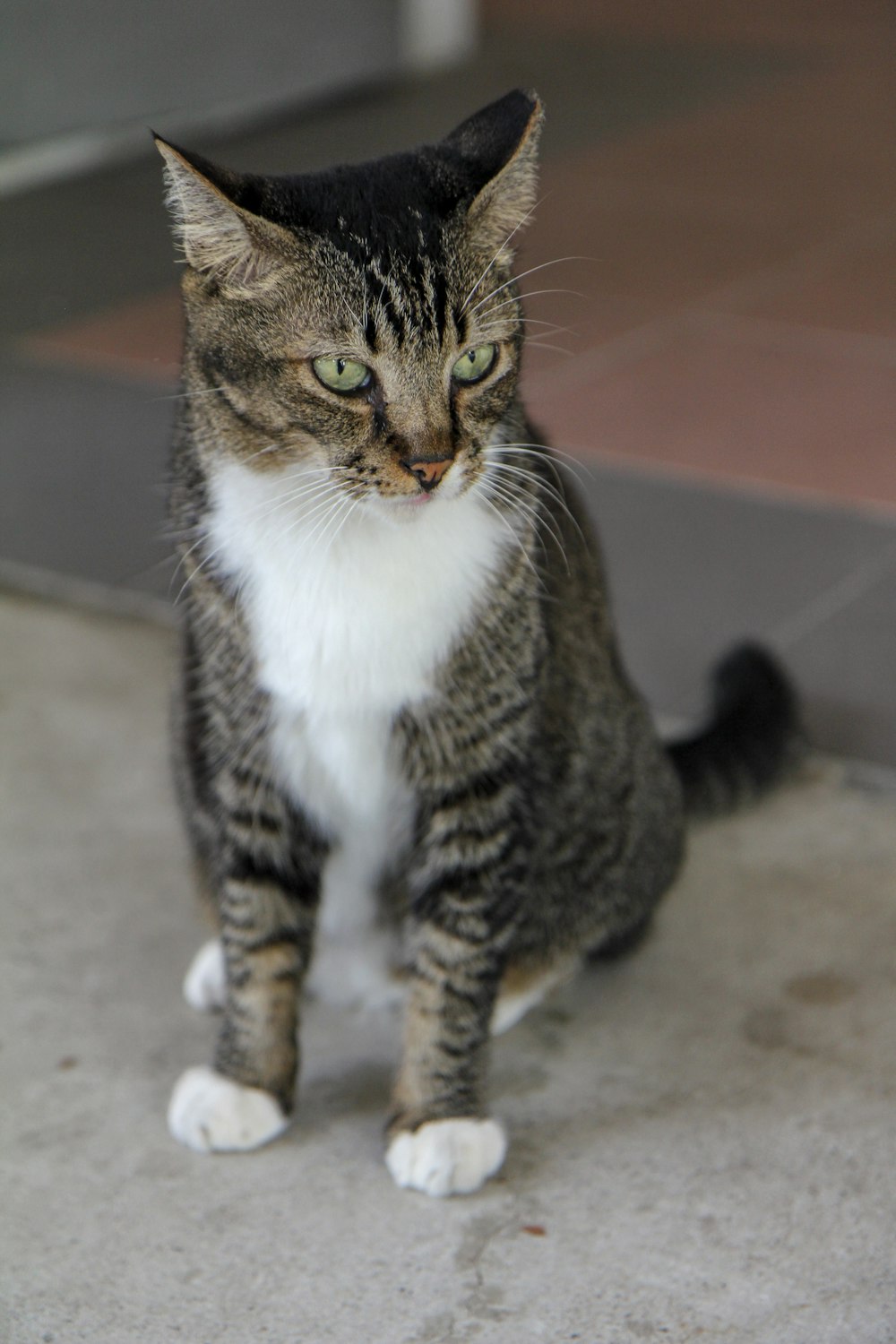 brown tabby cat on gray floor