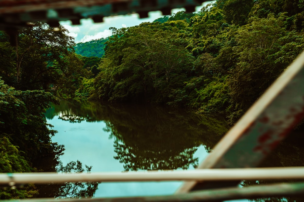 green trees beside body of water during daytime