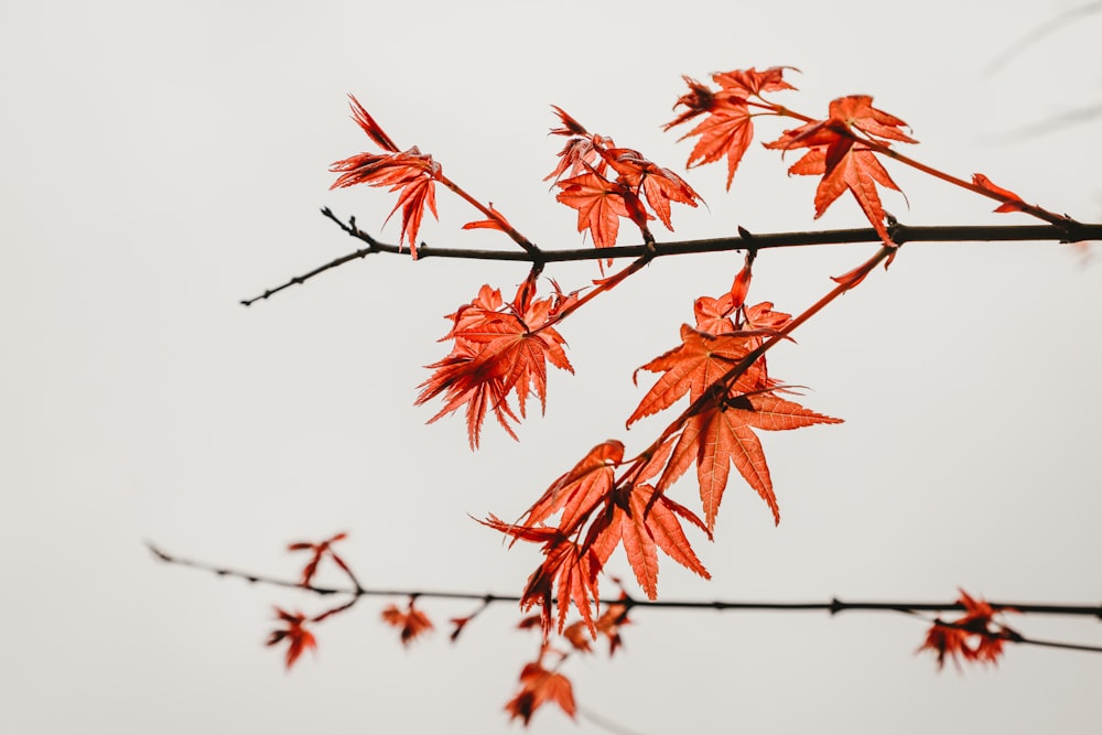 red maple leaves on white background