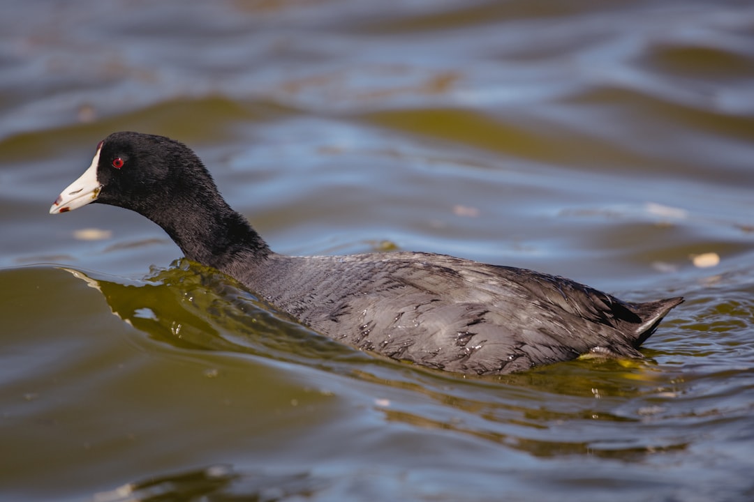 black duck on water during daytime