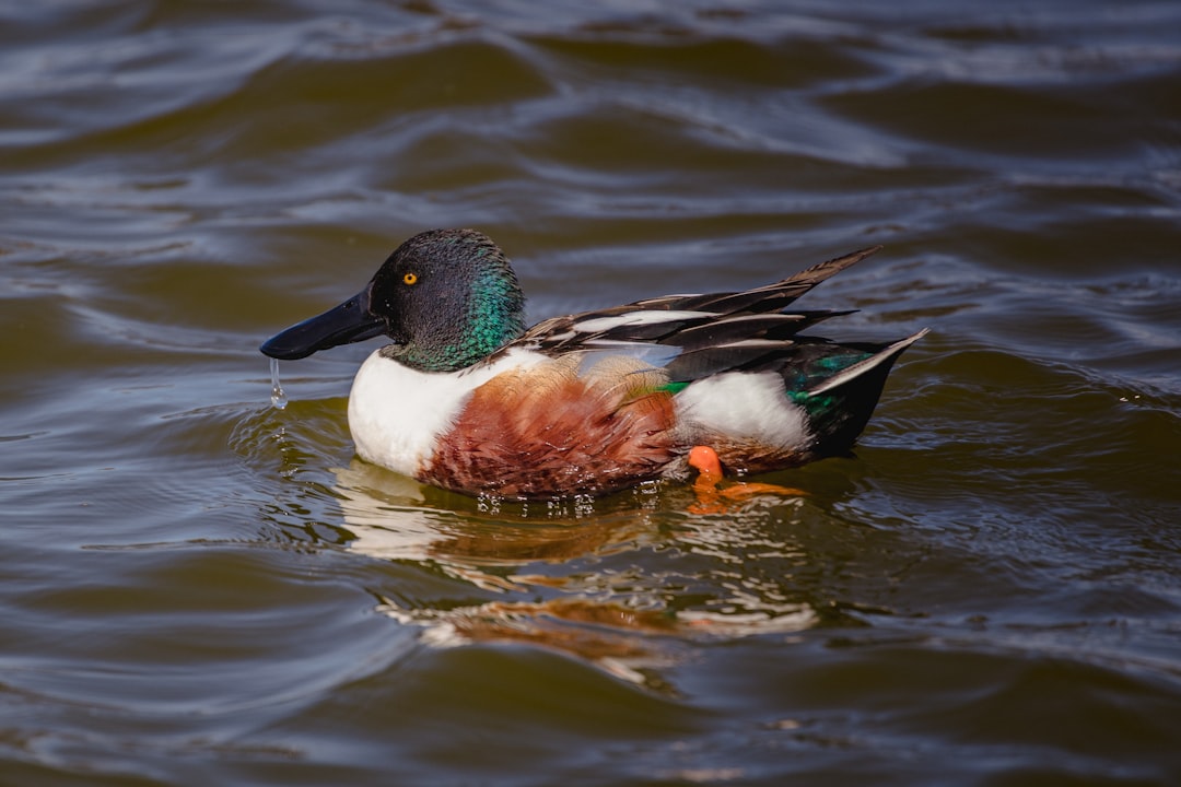 mallard duck on water during daytime