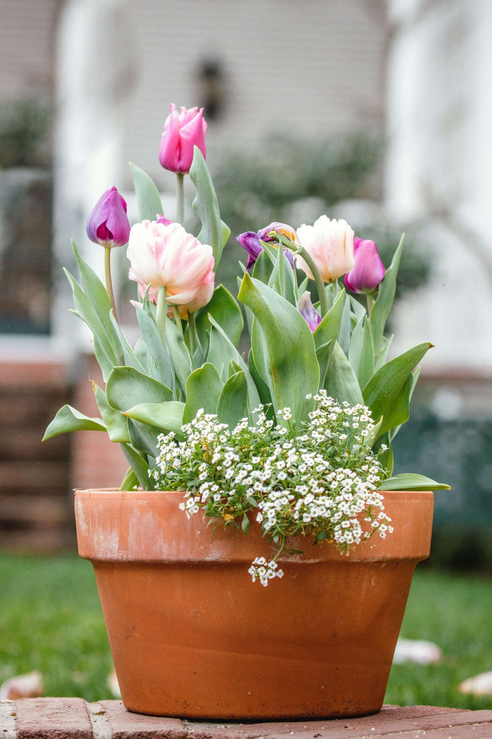 purple flowers on brown clay pot