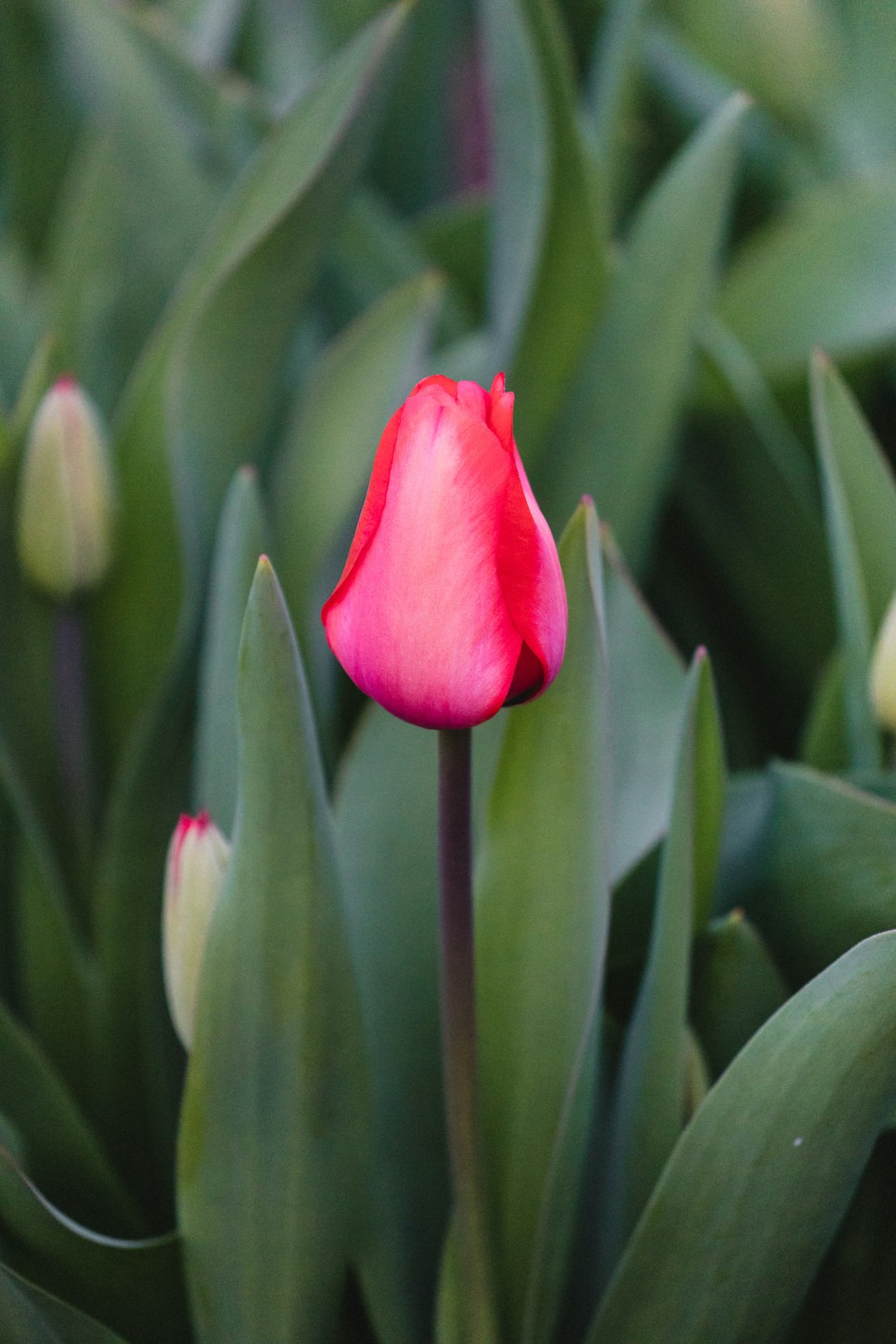 red tulip in bloom during daytime