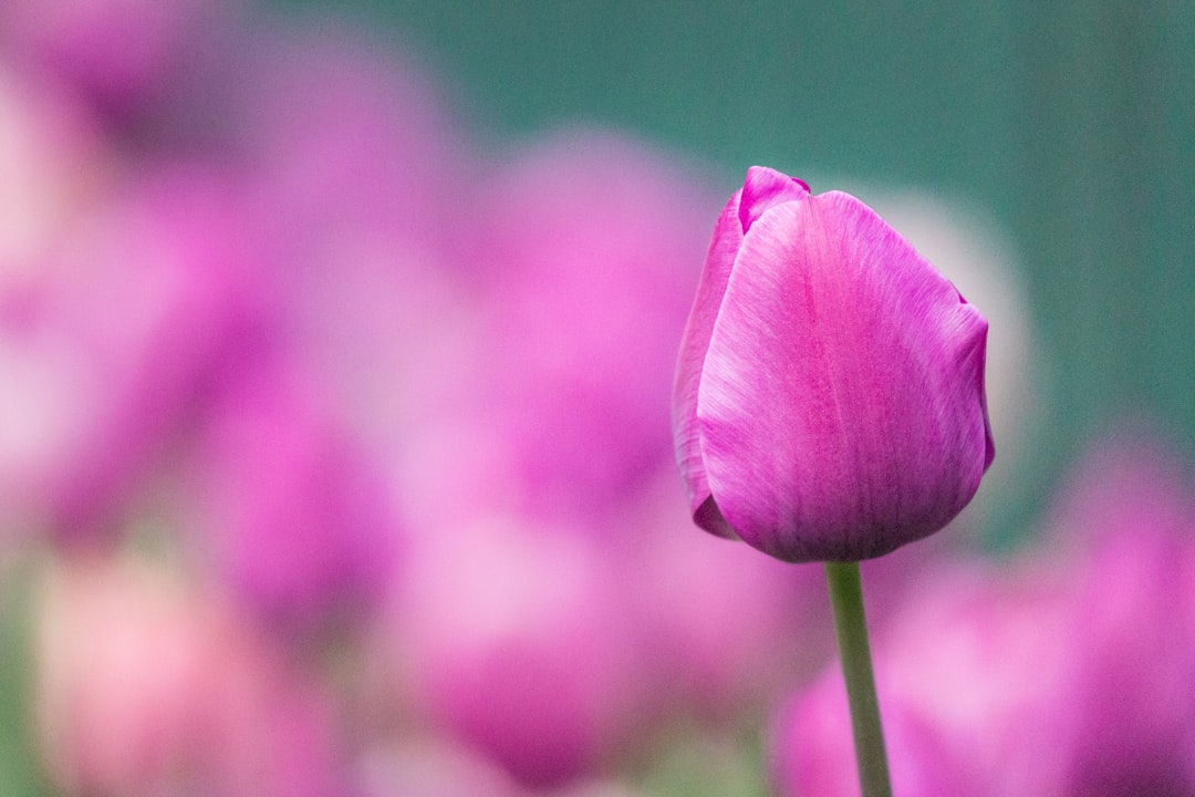 pink flower bud in tilt shift lens