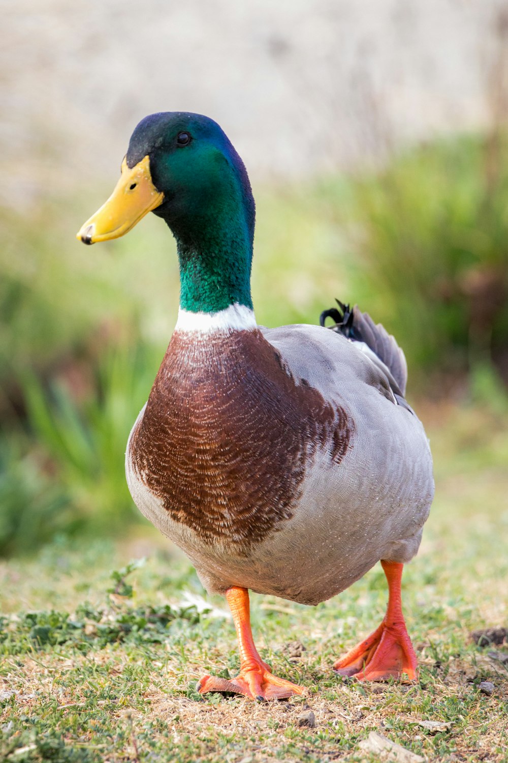 Pato blanco y marrón en hierba verde durante el día