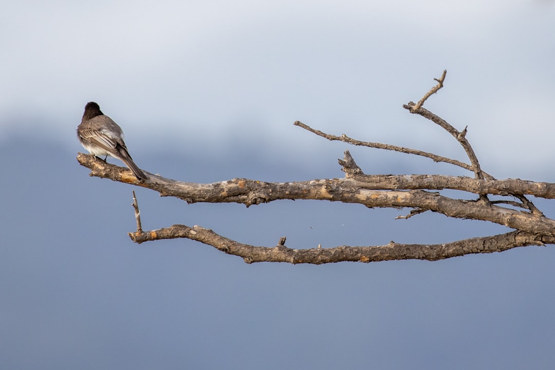 black and white bird on brown tree branch