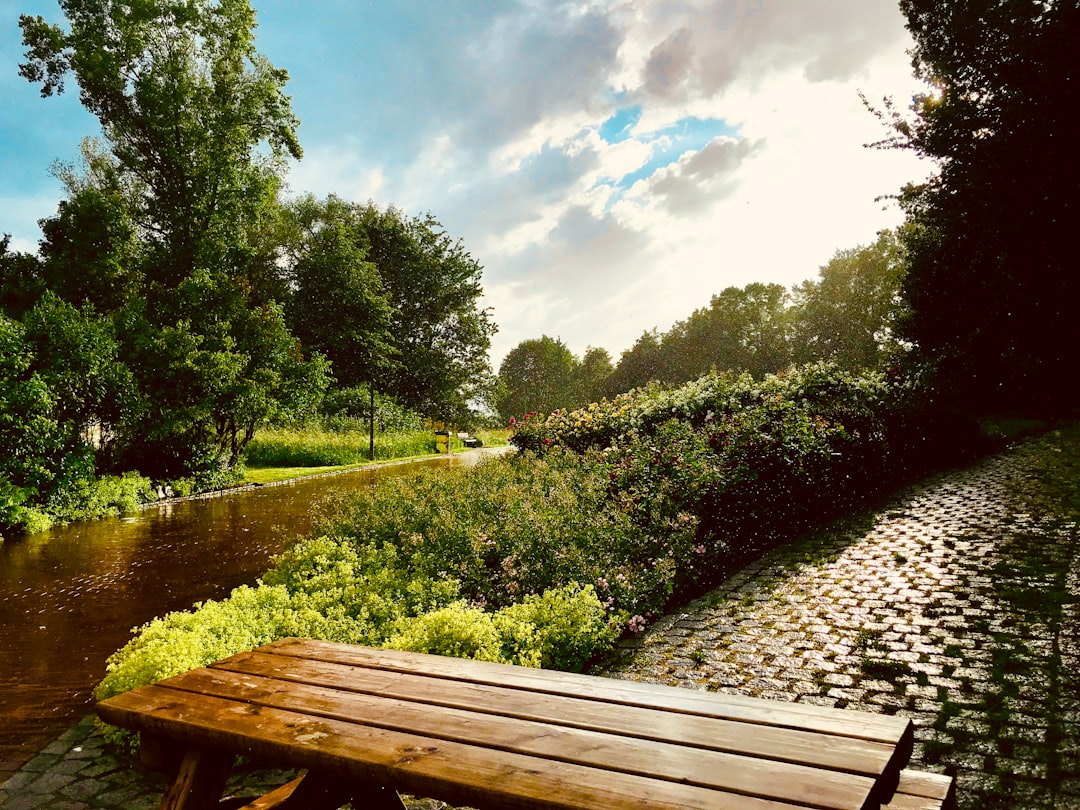 brown wooden bench near green grass and trees under blue sky and white clouds during daytime