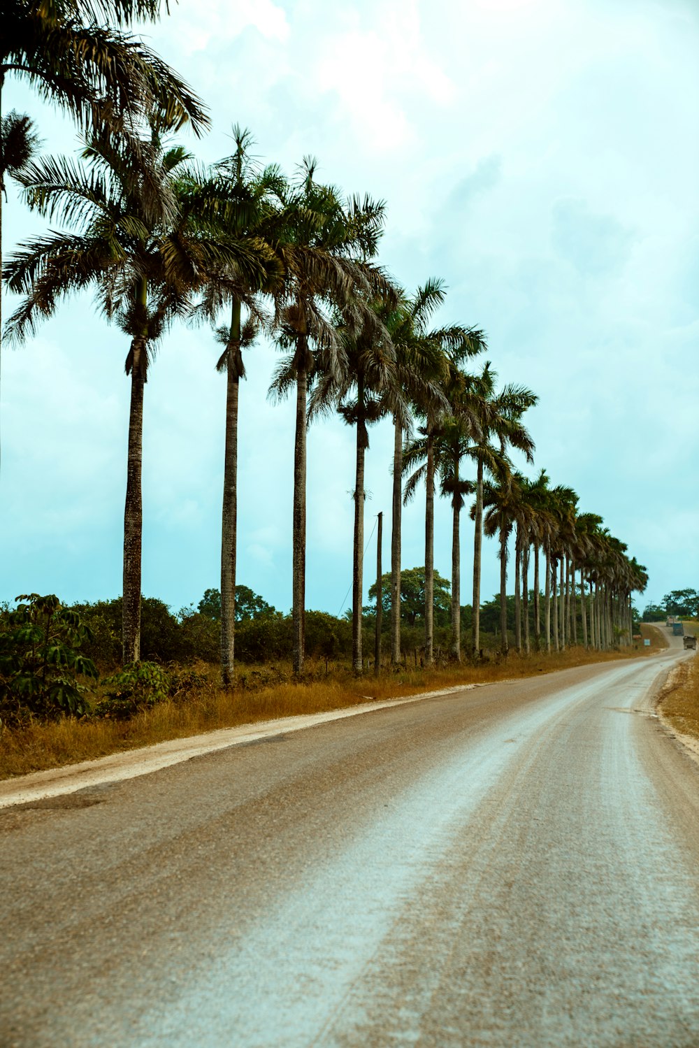 gray asphalt road between green trees under white sky during daytime