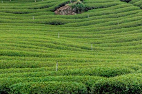 green grass field during daytime
