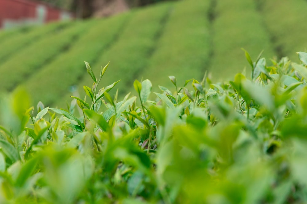 green grass field during daytime