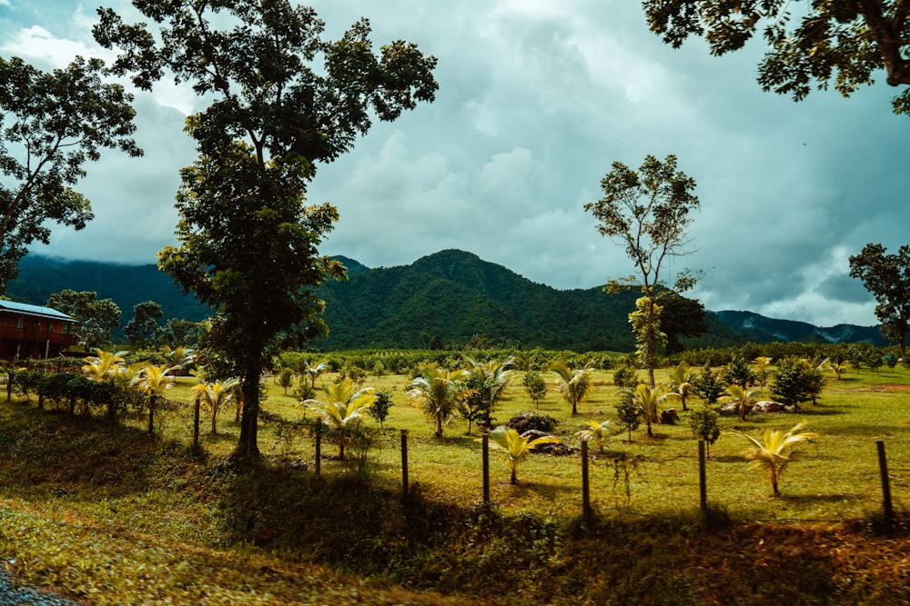 green grass field with green mountains in the distance