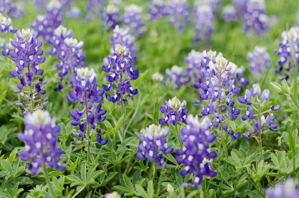 purple flowers in tilt shift lens