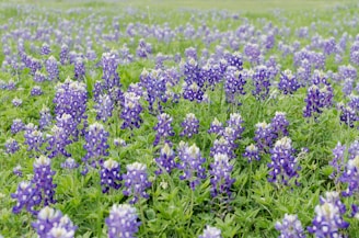 A vibrant field of bluebonnets in Texas.