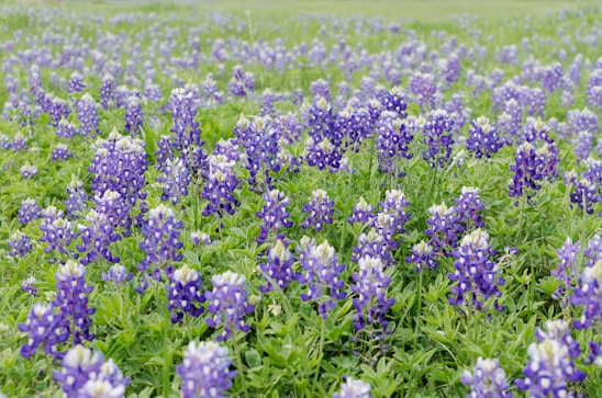 A vibrant field of bluebonnets in Texas.