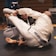 Two individuals are engaged in a Brazilian Jiu-Jitsu match on a mat. Both are wearing white gis and are in a close combat position, displaying intense focus and grappling skills. The setting appears to be an indoor sports facility with a wooden bench visible in the background.