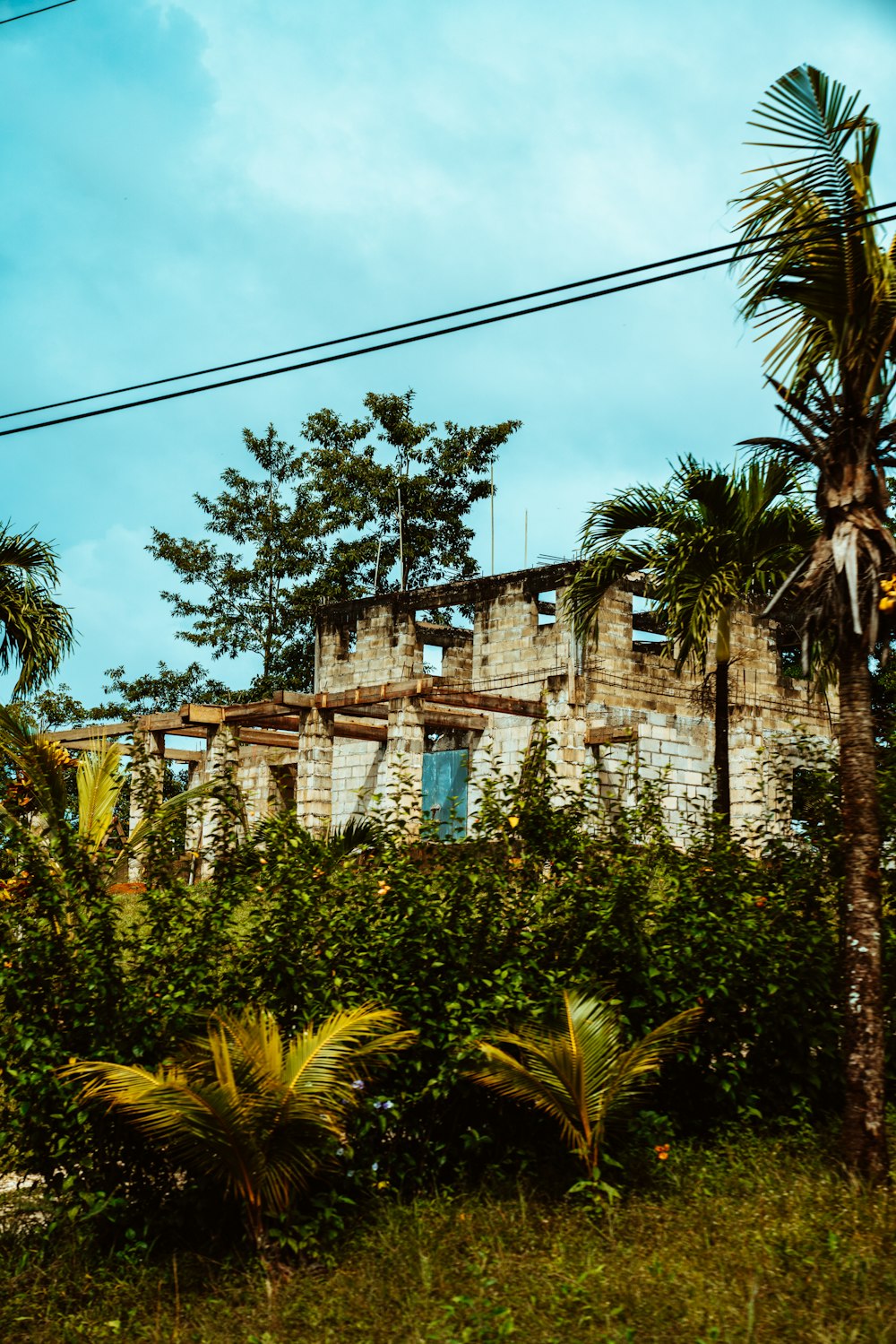 green palm trees near brown concrete building during daytime