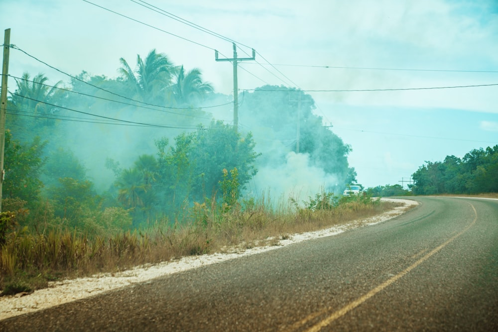 green trees beside road during daytime