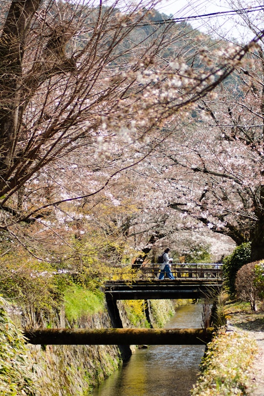 person in blue jacket sitting on brown wooden bench under white cherry blossom trees during daytime in Kyoto Japan