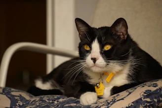 A playful cat wearing a bright, handmade collar lounging on a colorful cushion.