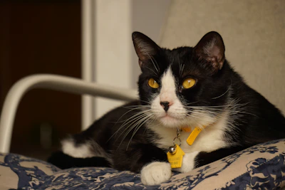 A playful cat wearing a bright, handmade collar lounging on a colorful cushion.