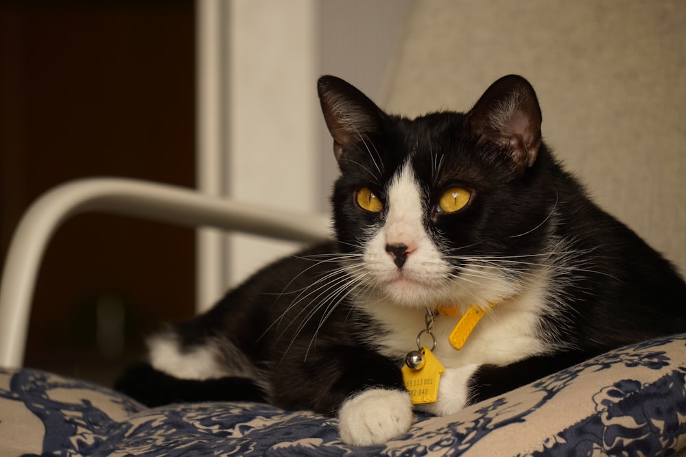 tuxedo cat lying on blue and white textile