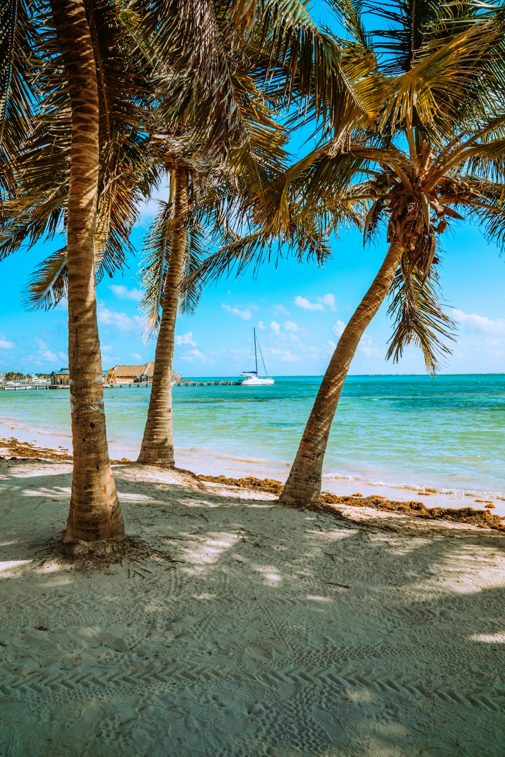 green palm trees near body of water during daytime