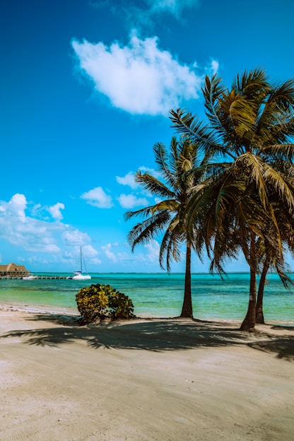 green palm tree near sea under blue sky and white clouds during daytime