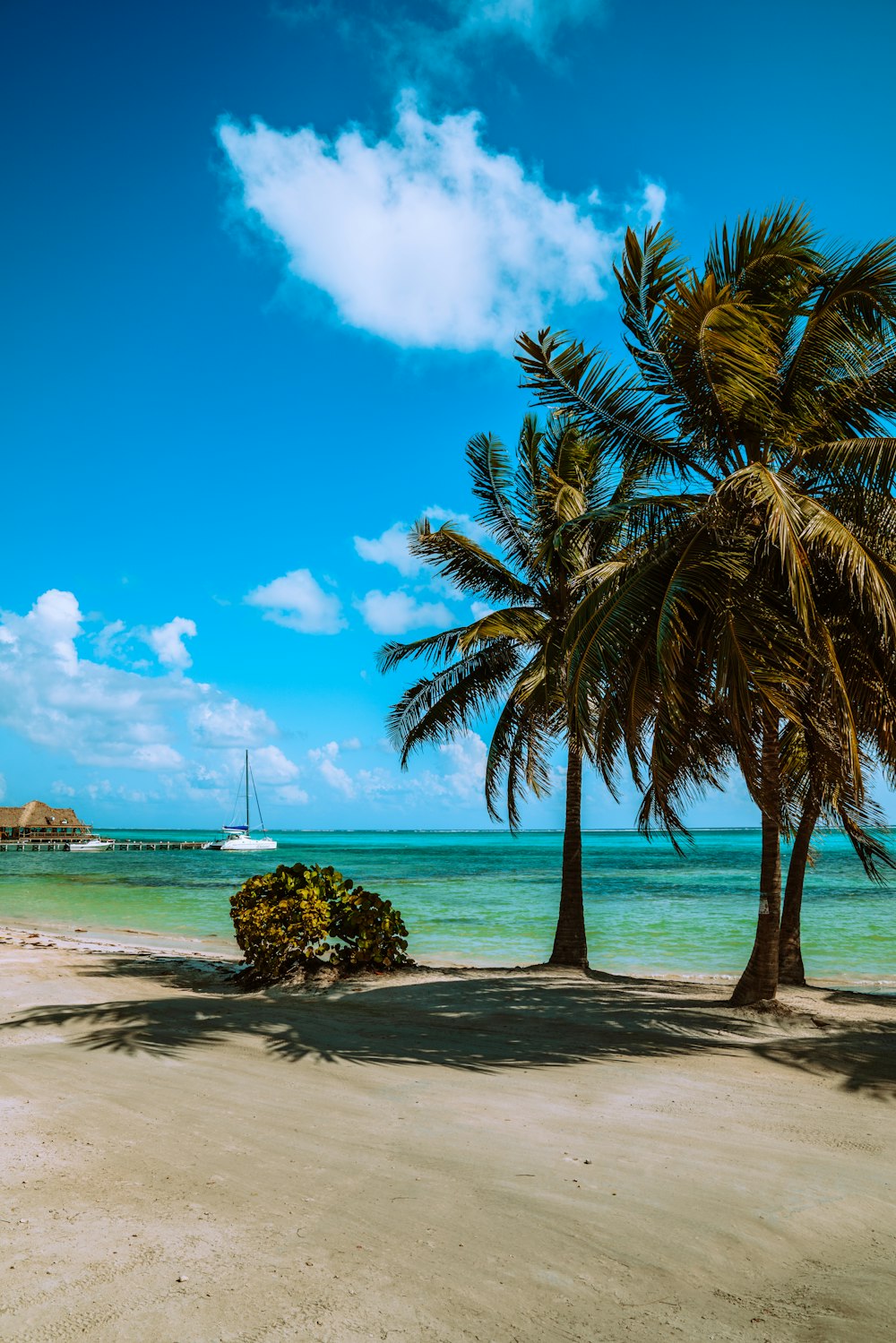 Palmera verde cerca del mar bajo el cielo azul y las nubes blancas durante el día