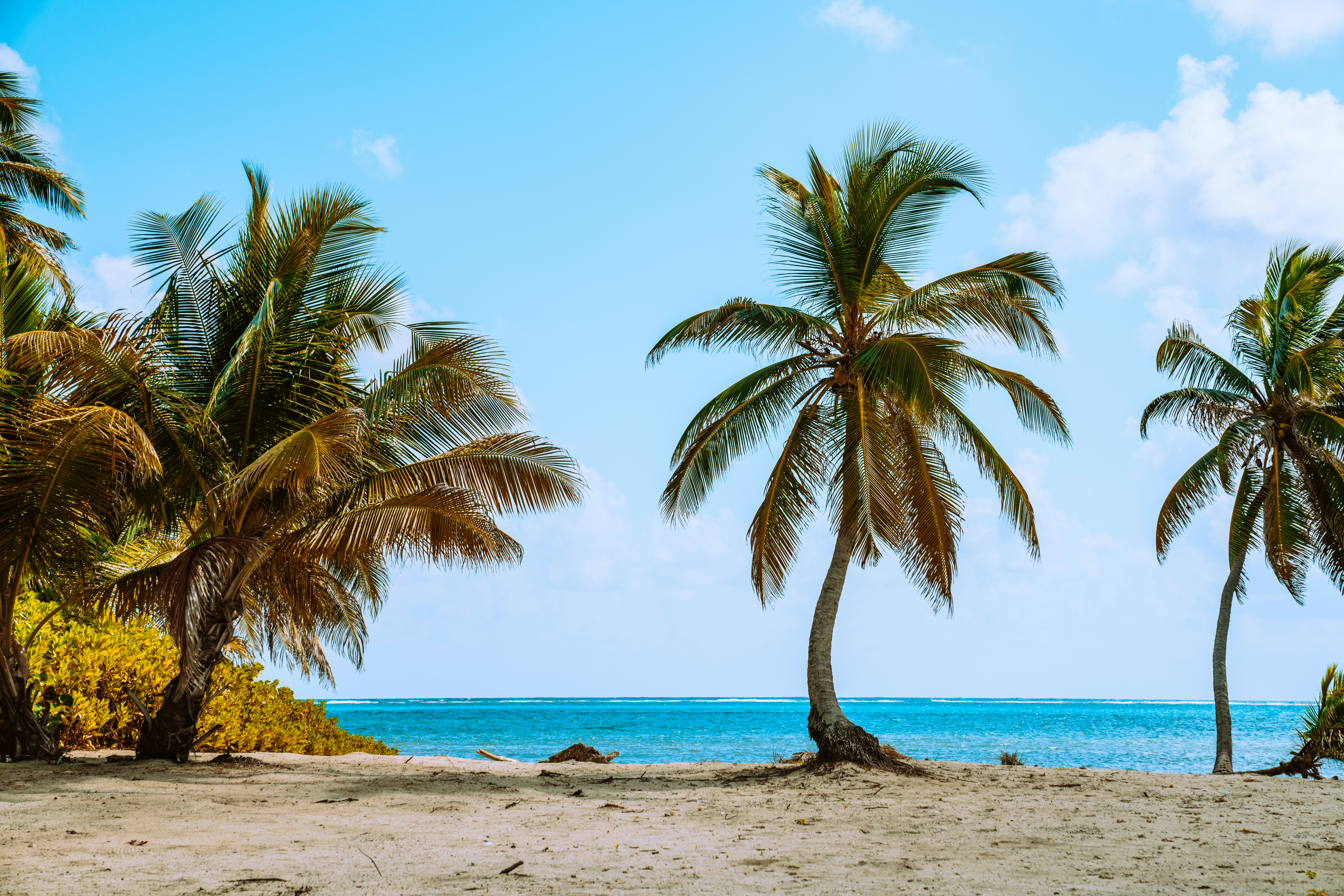 Palm trees along the sandy shoreline of a tropical beach.