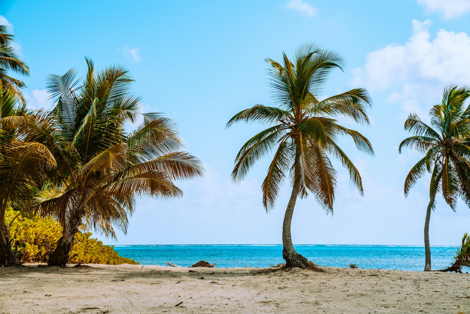 Palm trees along the sandy shoreline of a tropical beach, Ambergris Caye, Belize, Photo by Meritt Thomas / Unsplash
