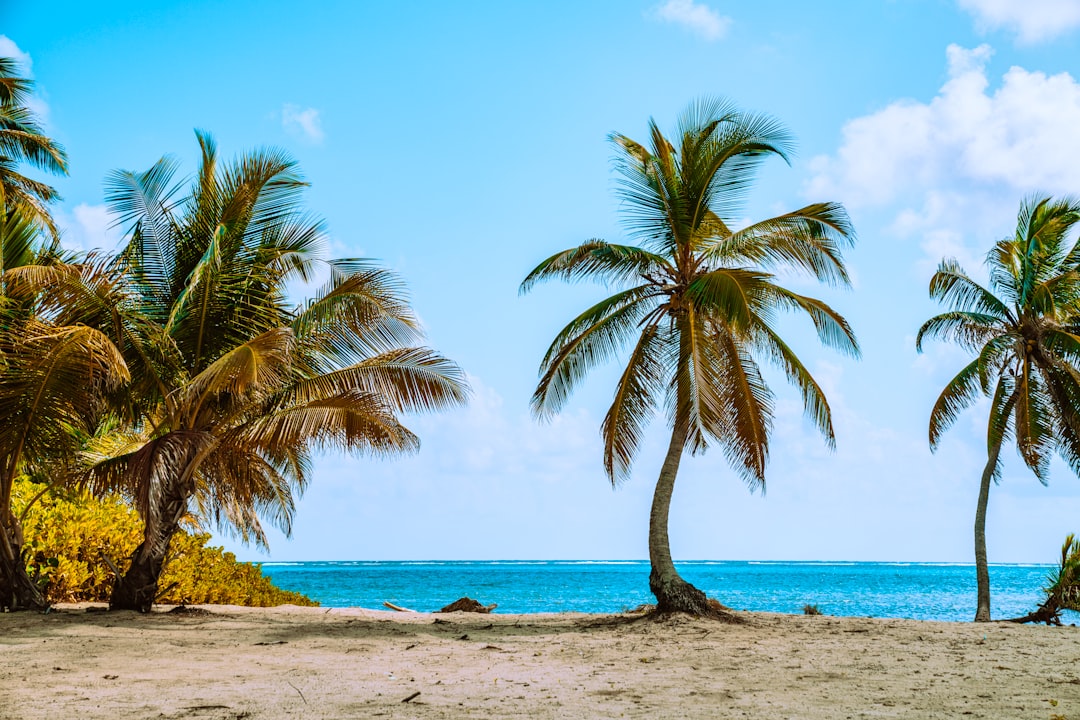 green palm tree near sea during daytime