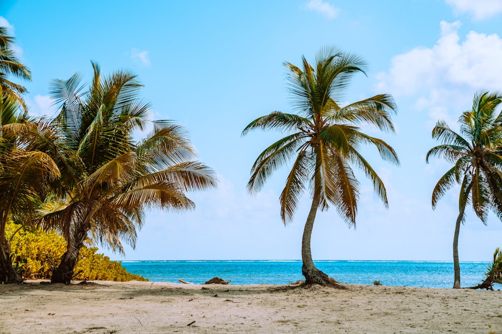 green palm tree near sea during daytime