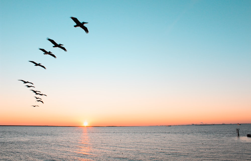 夕暮れ時に海の上を飛ぶ鳥たち