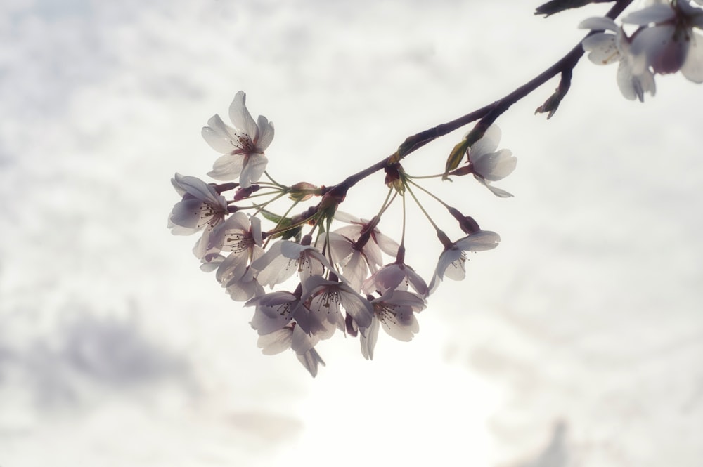 flor blanca y rosada bajo nubes blancas durante el día