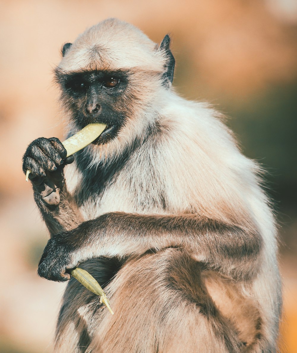 brown monkey eating ice cream