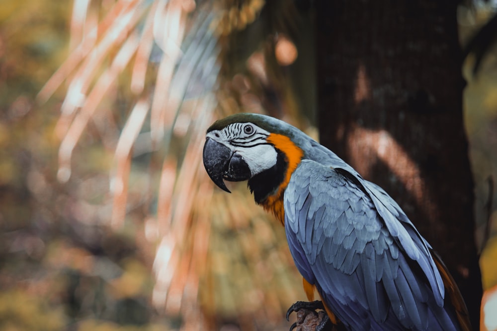 blue yellow and white bird