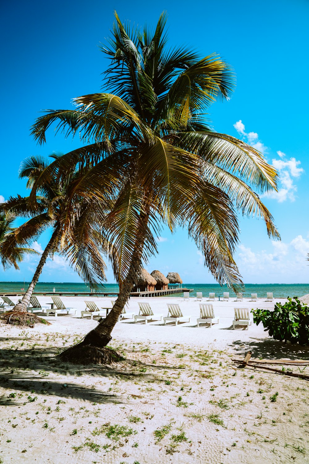 Palmera verde en la playa de arena blanca durante el día