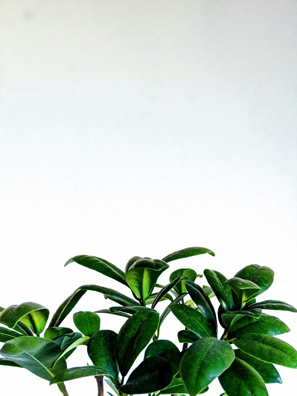 green leaves on white background