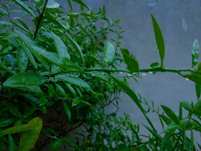 Close-up of vibrant Alocasia leaves glistening with morning dew inside a cozy living room.