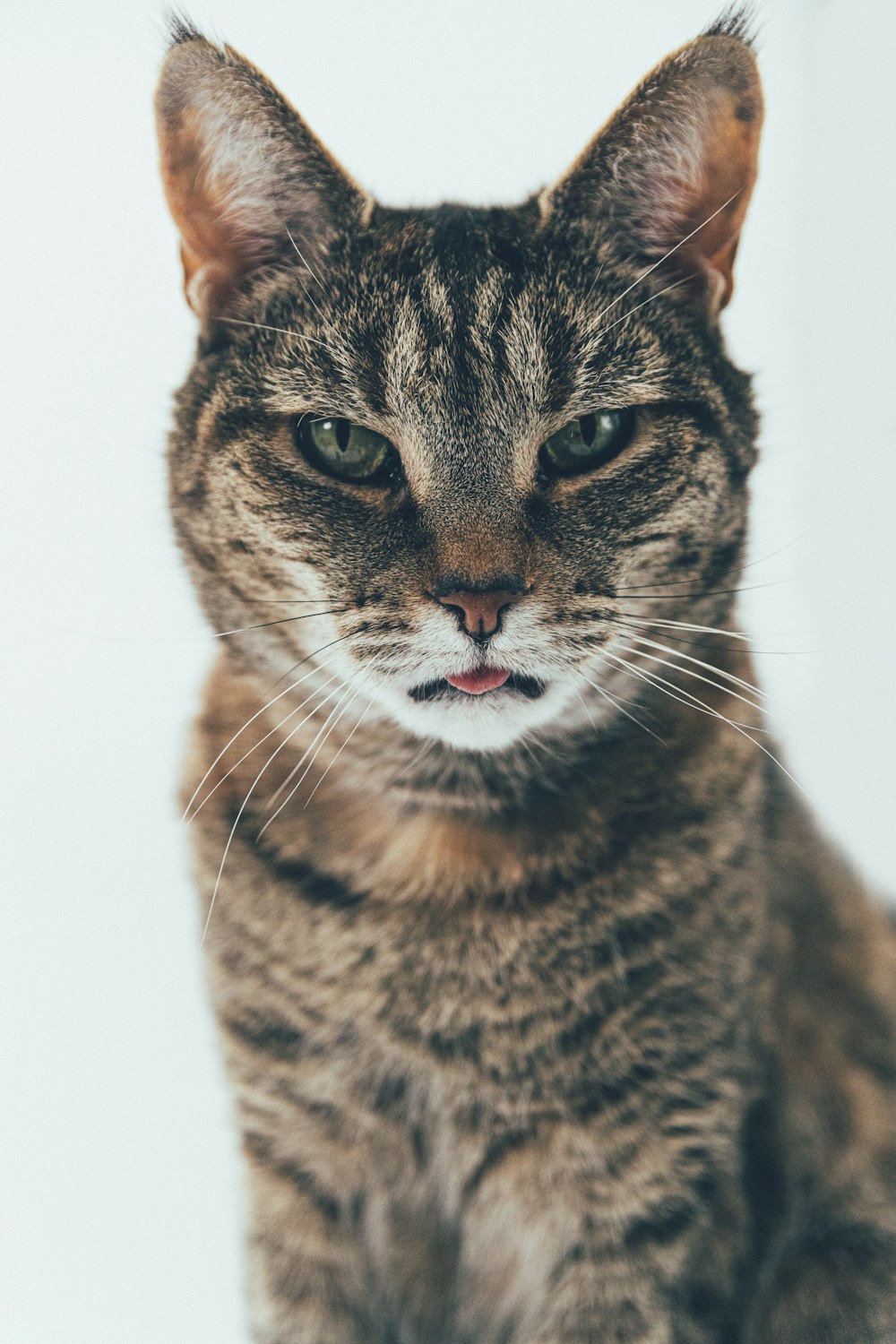 Braune Tabby-Katze auf weißem Hintergrund