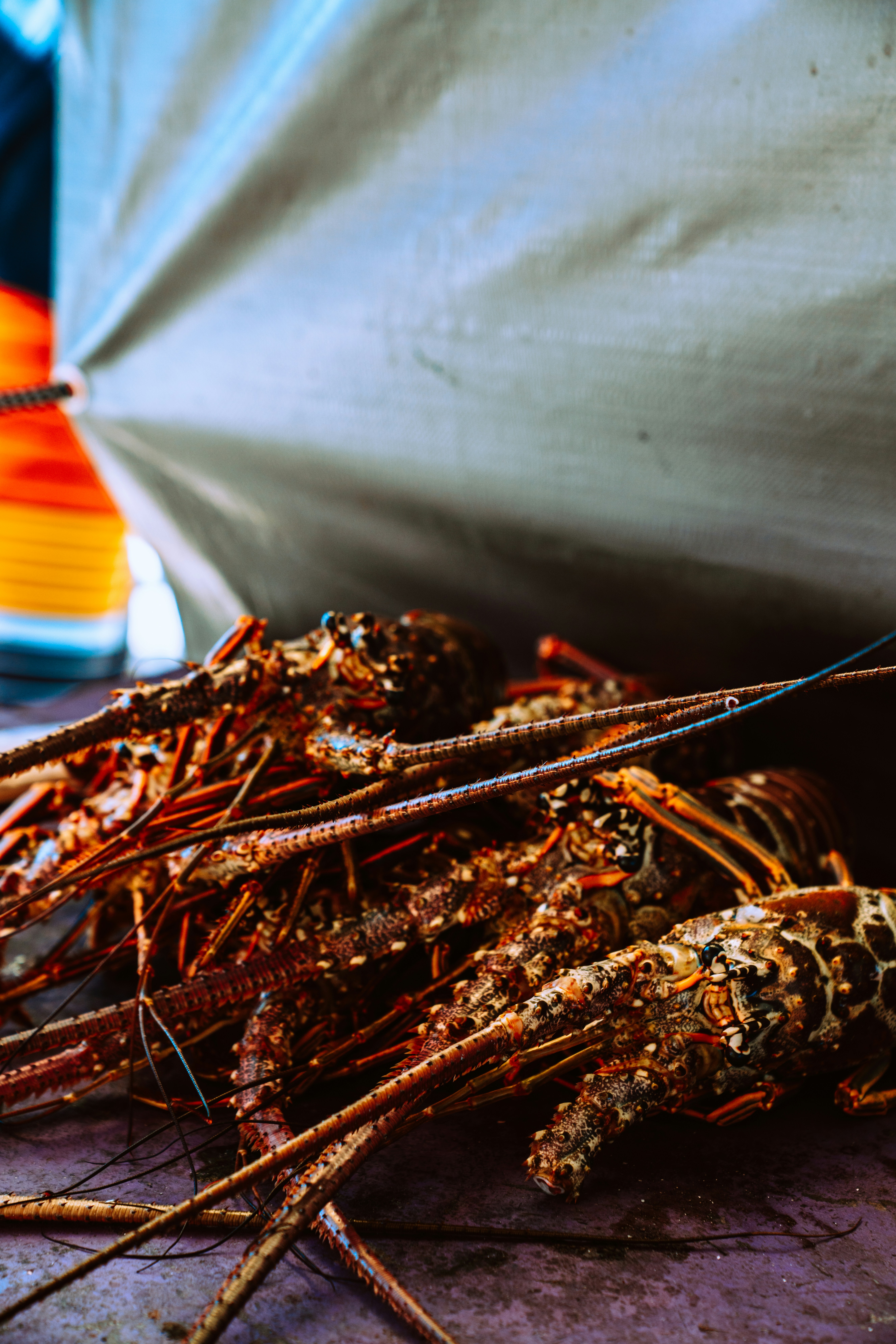 Photo by merittthomas