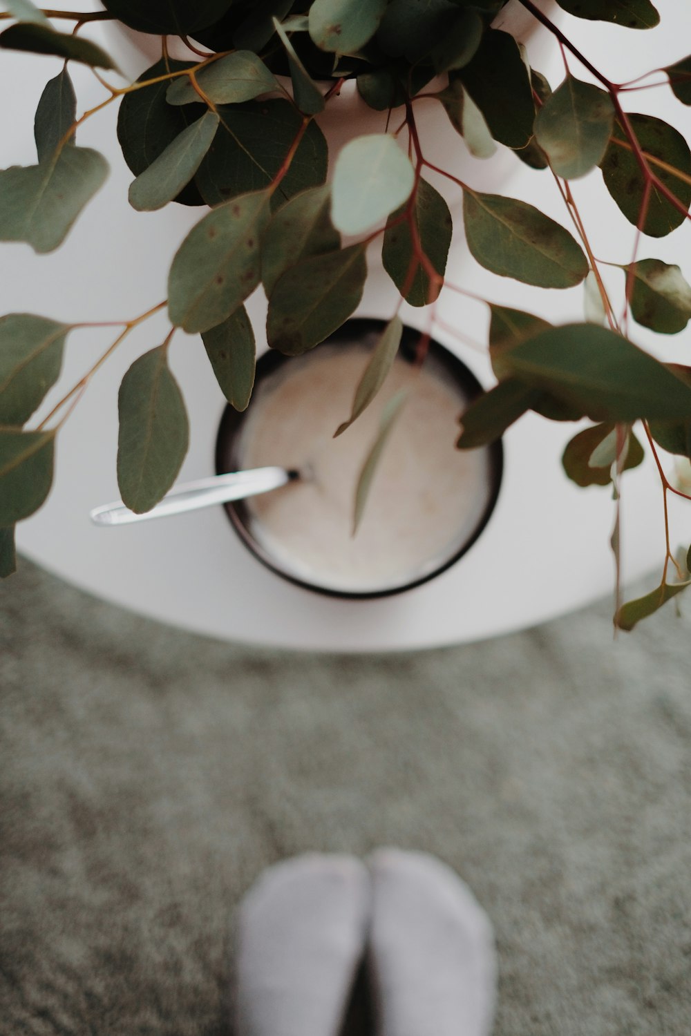 green plant on white ceramic plate