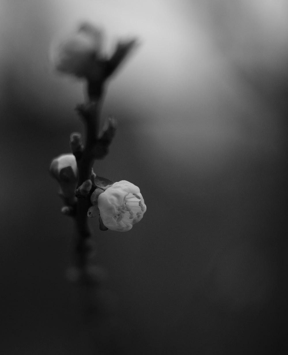 grayscale photo of white flower