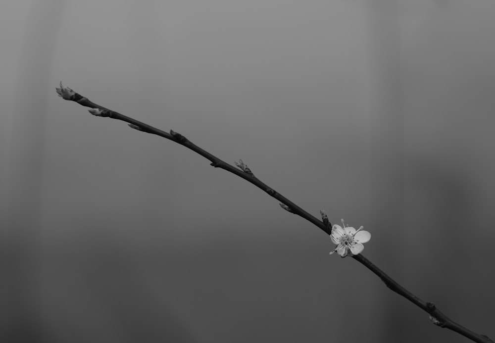 white flower on brown stem